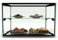 SAYL AMBIENT DISPLAY SINGLE TIER ADS0010